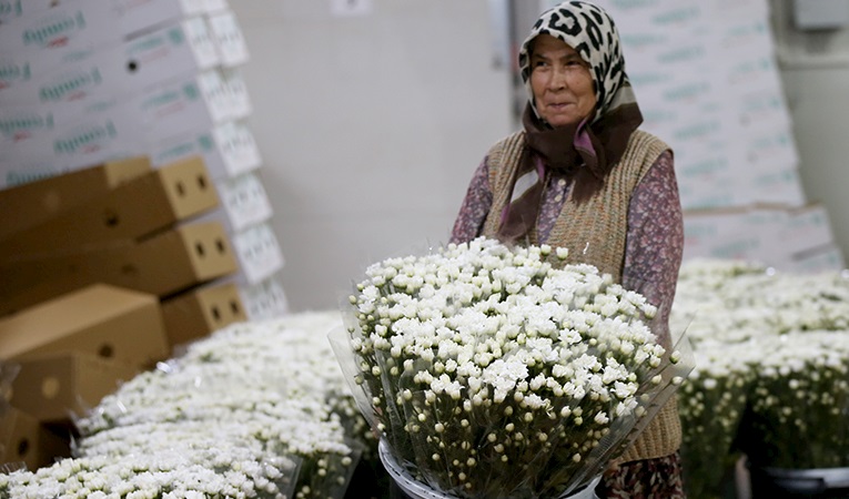 Çiçek sektörü ihracatta rekora koşuyor
