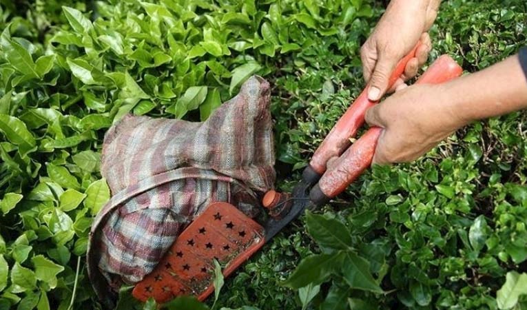 Rize'den dünya sofralarına Türk Çayı: İhracatın yüzde 58'i Karadeniz'den