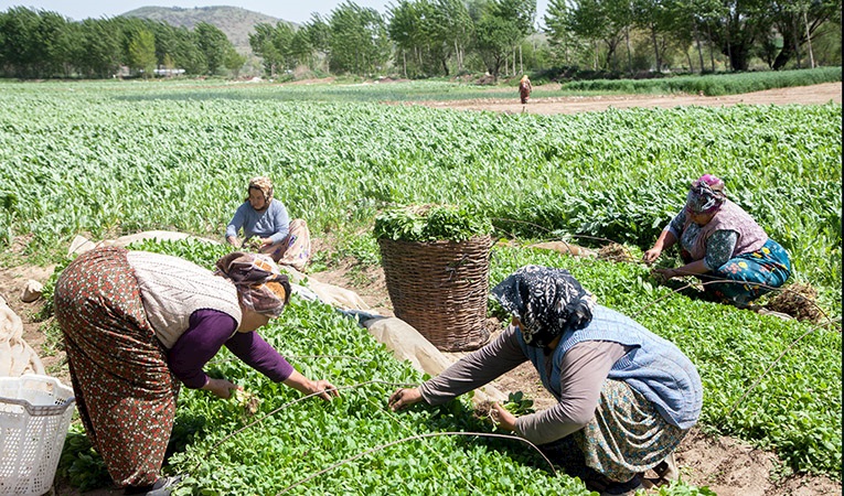 Çiftçilere 1,7 milyar liralık destekleme ödemesi bugün yapılacak