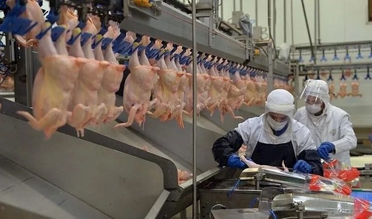 Tavuk eti üretimi Haziran'da yıllık bazda yüzde 14,7 arttı