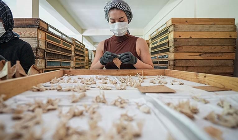 Dünyada sayılı ülkelerden biri: Türkiye kendi İpek Böceği yumurtasını üretiyor