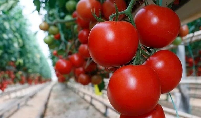 Türkiye'nin domates ihracatı 9 ayda 304 milyon 171 bin dolara ulaştı