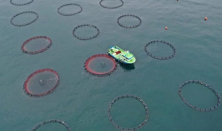 Türkiye'nin Çin'e su ürünleri ihracatı yaklaşık 3 katına çıktı
