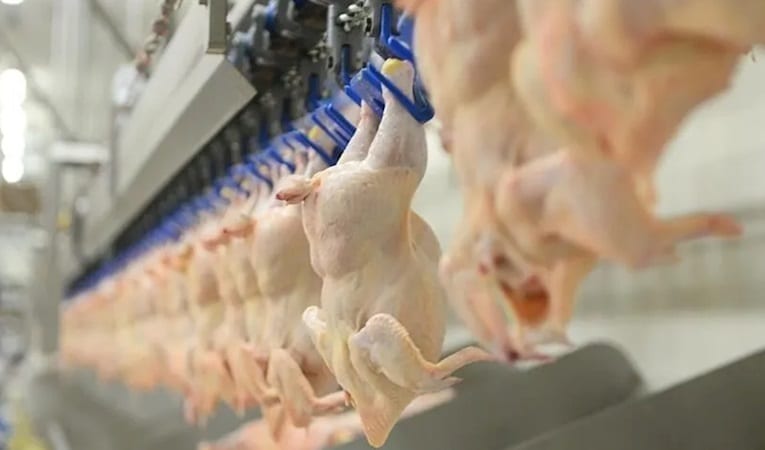 Tavuk eti üretimi Temmuz'da yıllık bazda yüzde 5,5 arttı