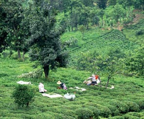 Türk çayının geleceği koruma altında