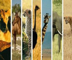 Muhteşem Küre Dağların'dan