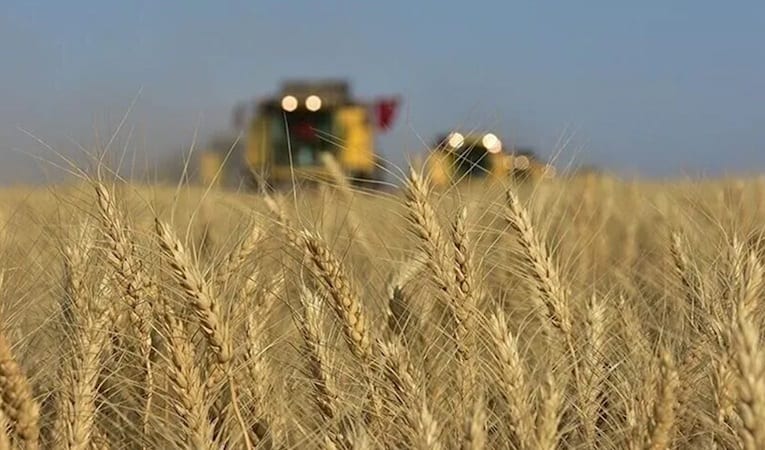 Karadeniz'de jeopolitik risklerin yumuşaması buğday fiyatlarındaki yükselişi frenledi