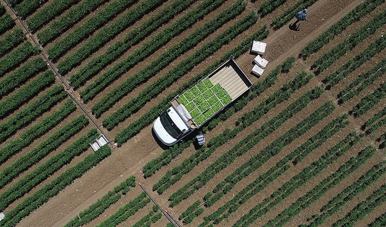 Tarımsal girdi fiyat endeksi Ocak'ta hem yıllık hem aylık bazda arttı