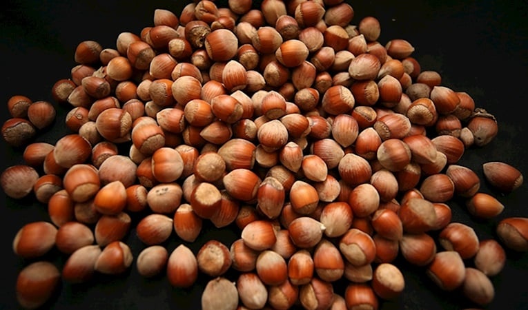 Türk fındığı 2025'te 122 ülkede alıcı buldu