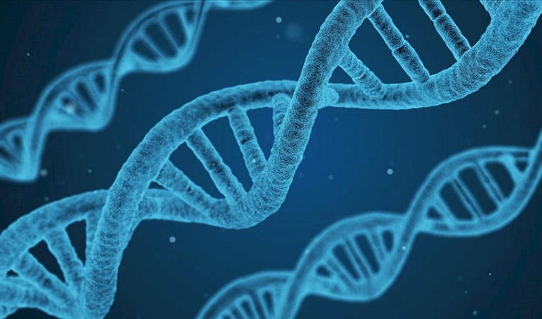 Genetik yapımız kimlere benziyor?