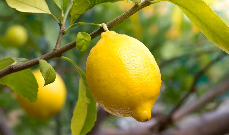 Kasımda üretici ile market arasındaki fiyat farkı rekoru limonda!