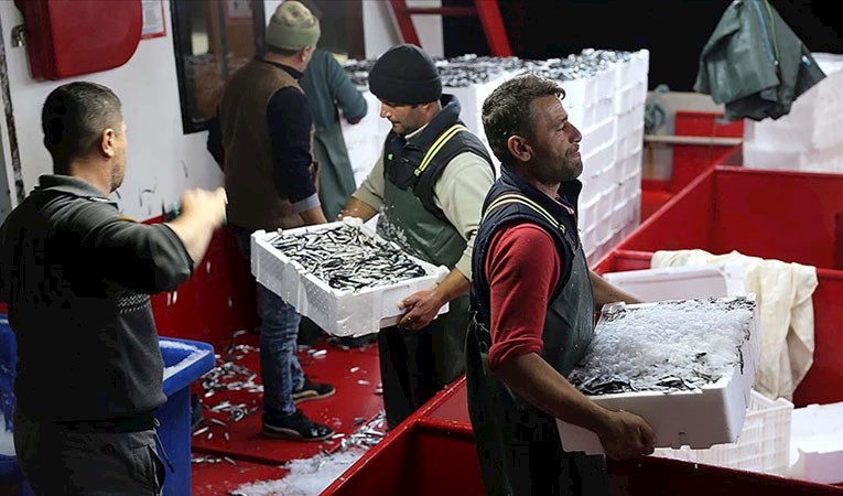 Karadeniz'de hamsi bereketi