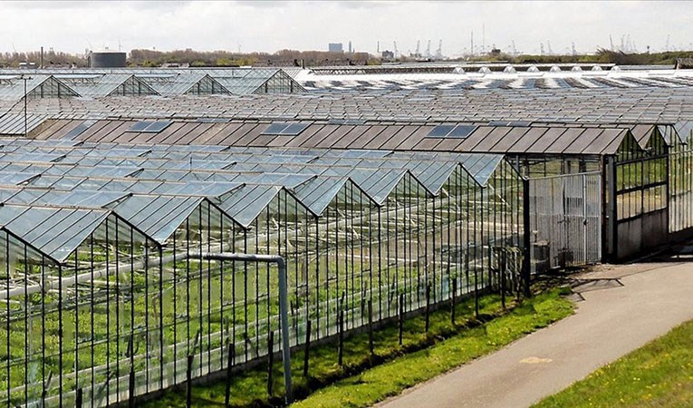 Enerji krizi Hollanda'daki seraları vurdu