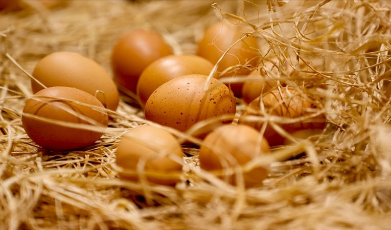 Yumurta zammına ilişkin müfettiş görevlendirildi