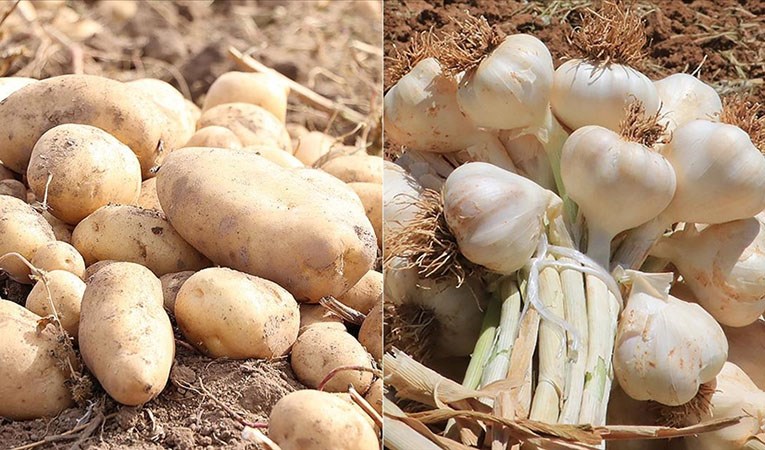 Fiyatı en fazla artan gıda patates, en fazla düşen sarımsak oldu